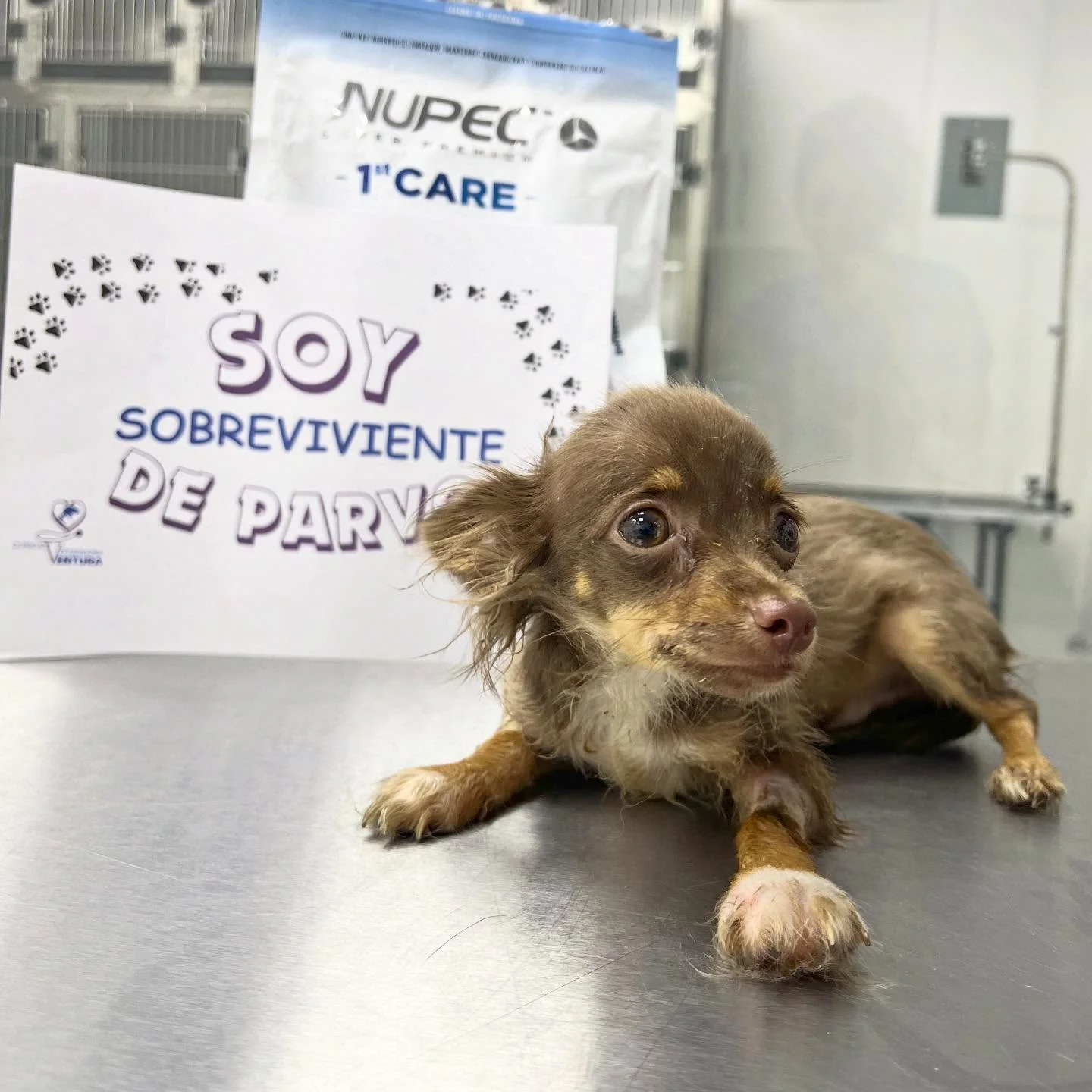 Paciente veterinario en consulta