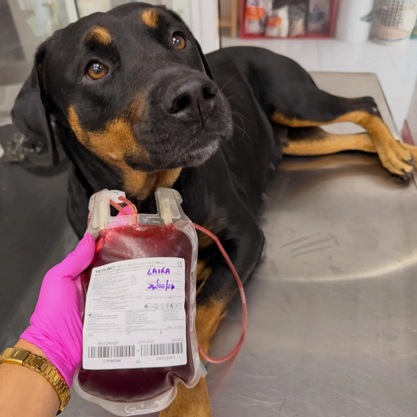 Cirug&iacute;a y hospitalizaci&oacute;n veterinaria