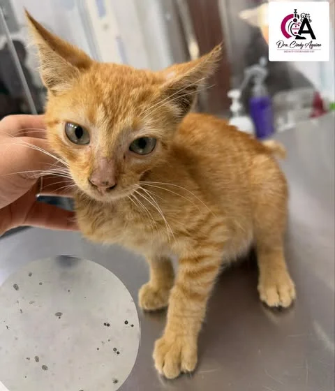 Diagn&oacute;stico veterinario en Cl&iacute;nica Veterinaria Ventura