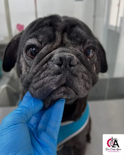 Laboratorio y equipos veterinarios