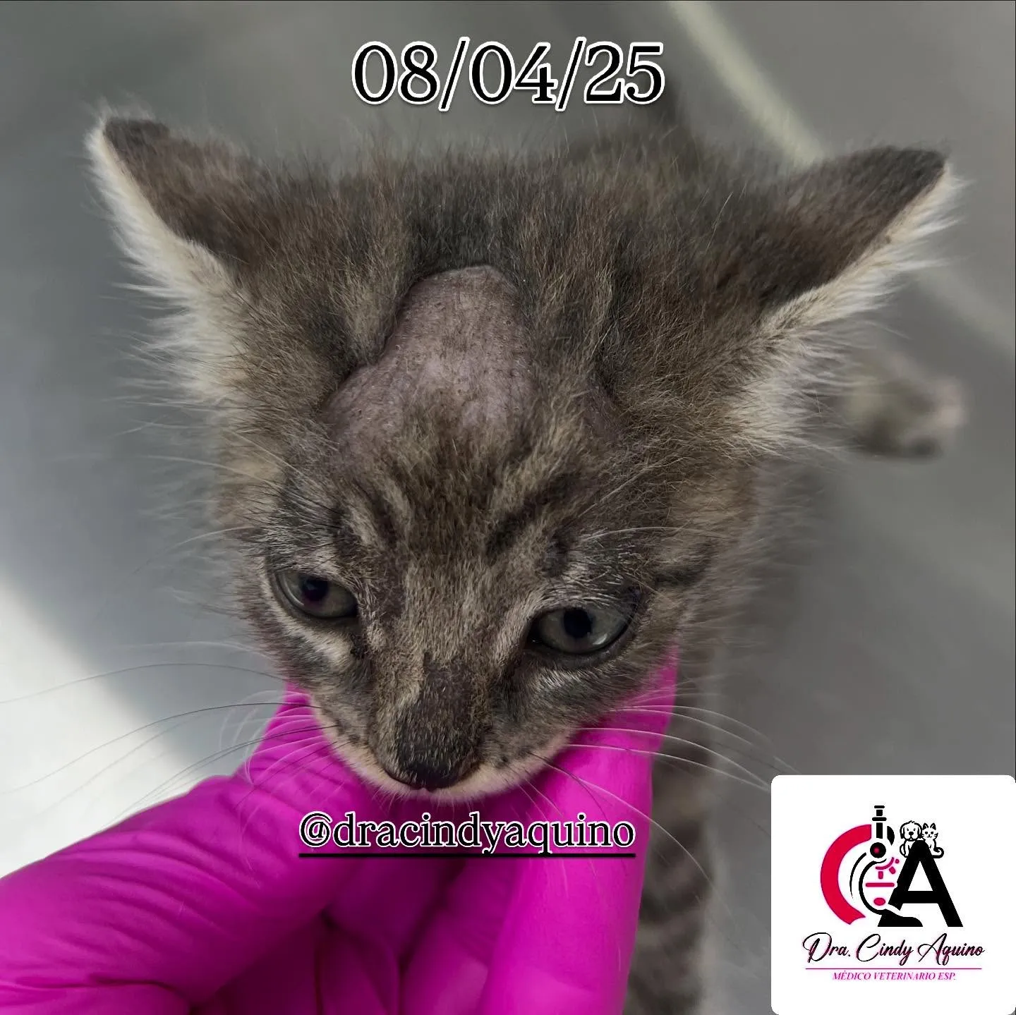 Atenci&oacute;n dermatol&oacute;gica veterinaria