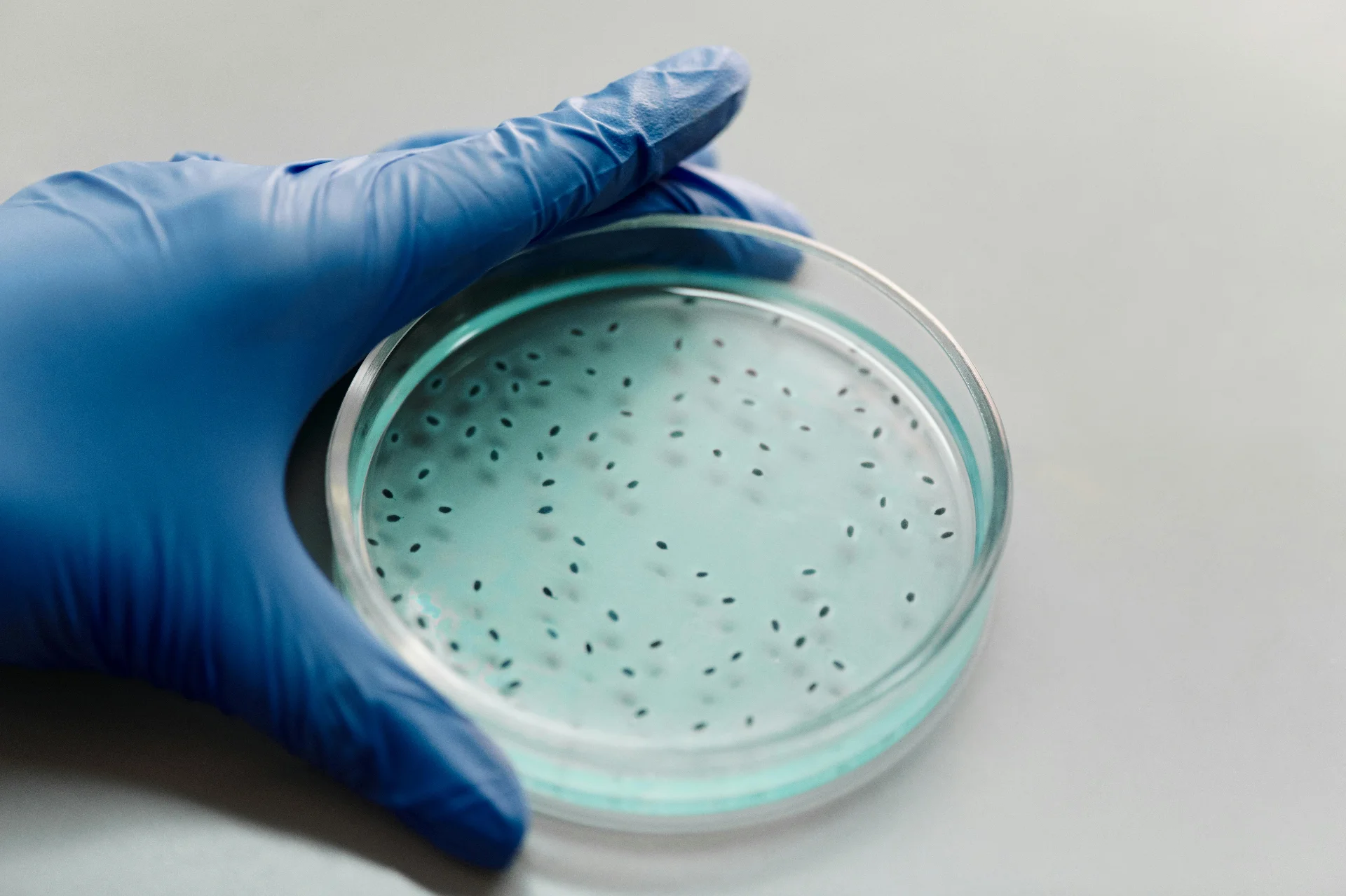 Laboratorio Microbiológico