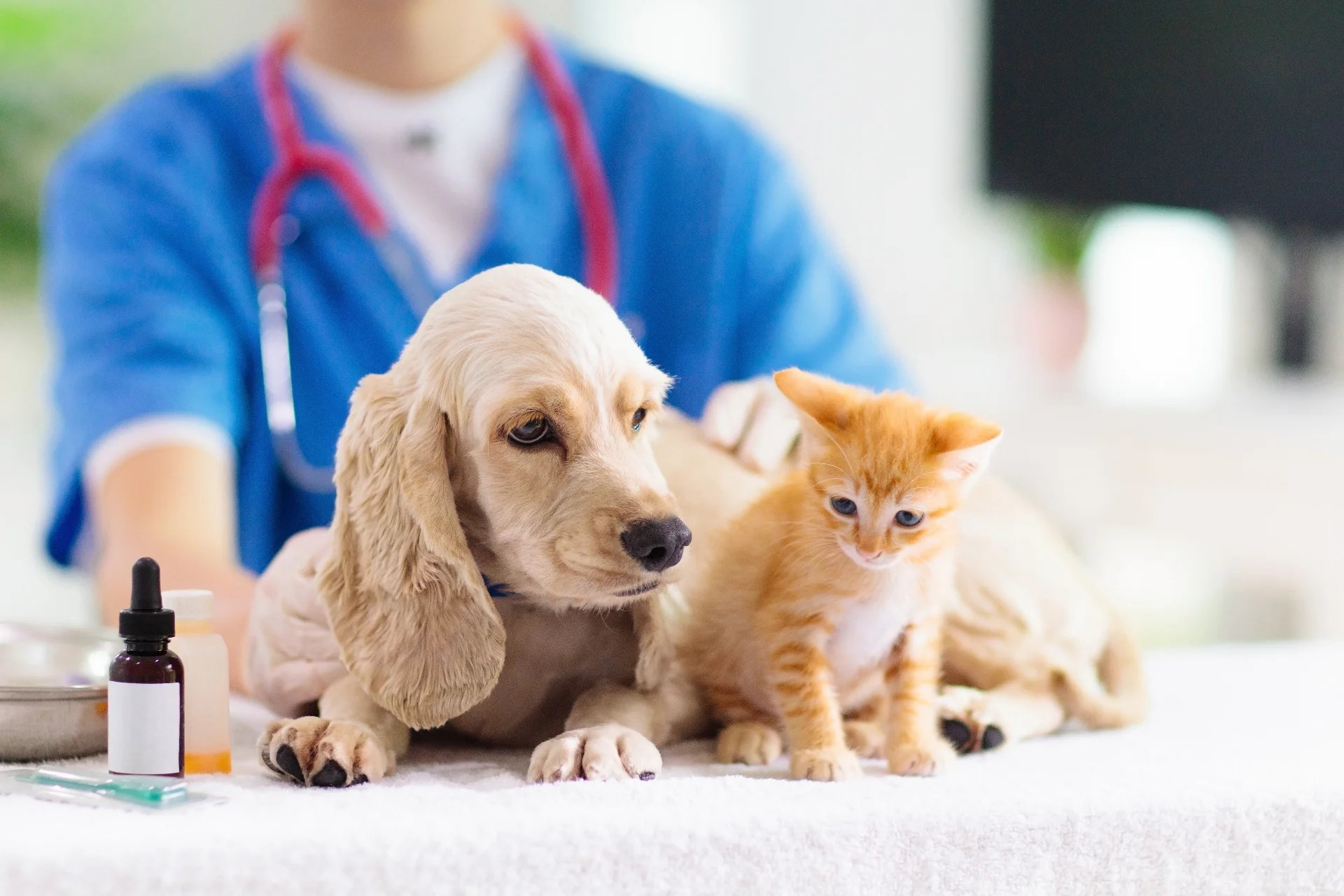 Veterinarian administers injection to a dog with volunteer assistance in a clinic.