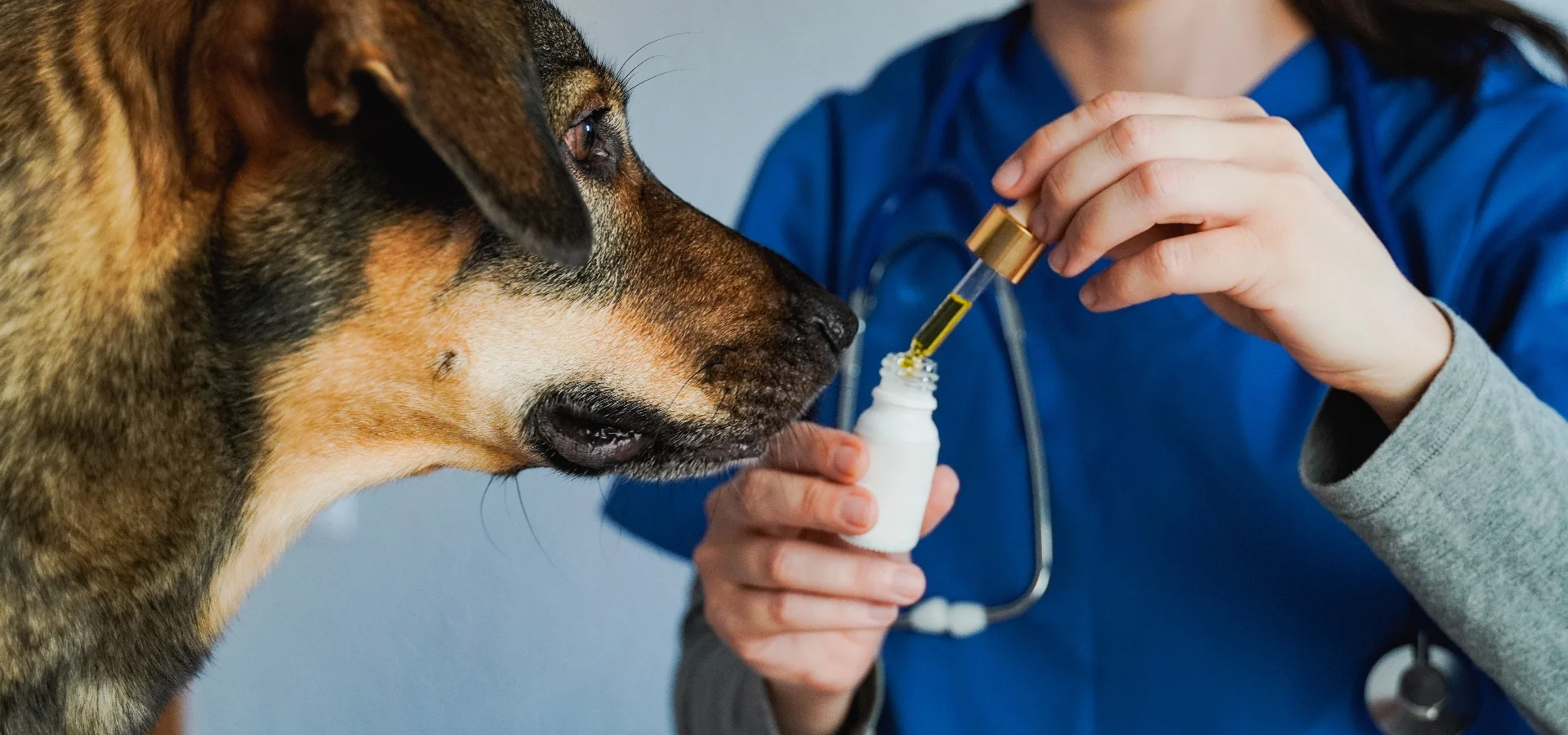 Comida medicada para mascotas