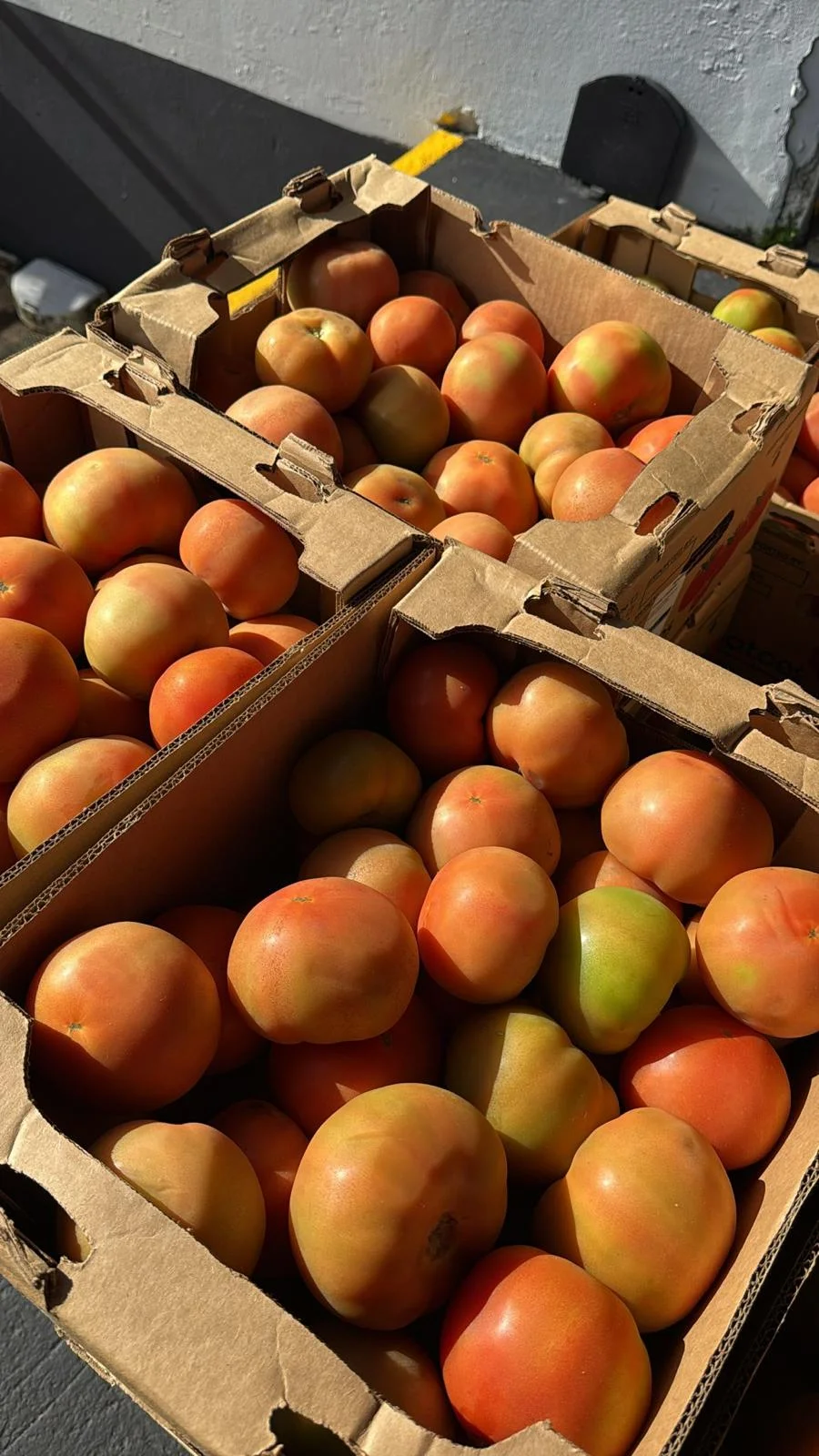 Selección de vegetales mayoristas