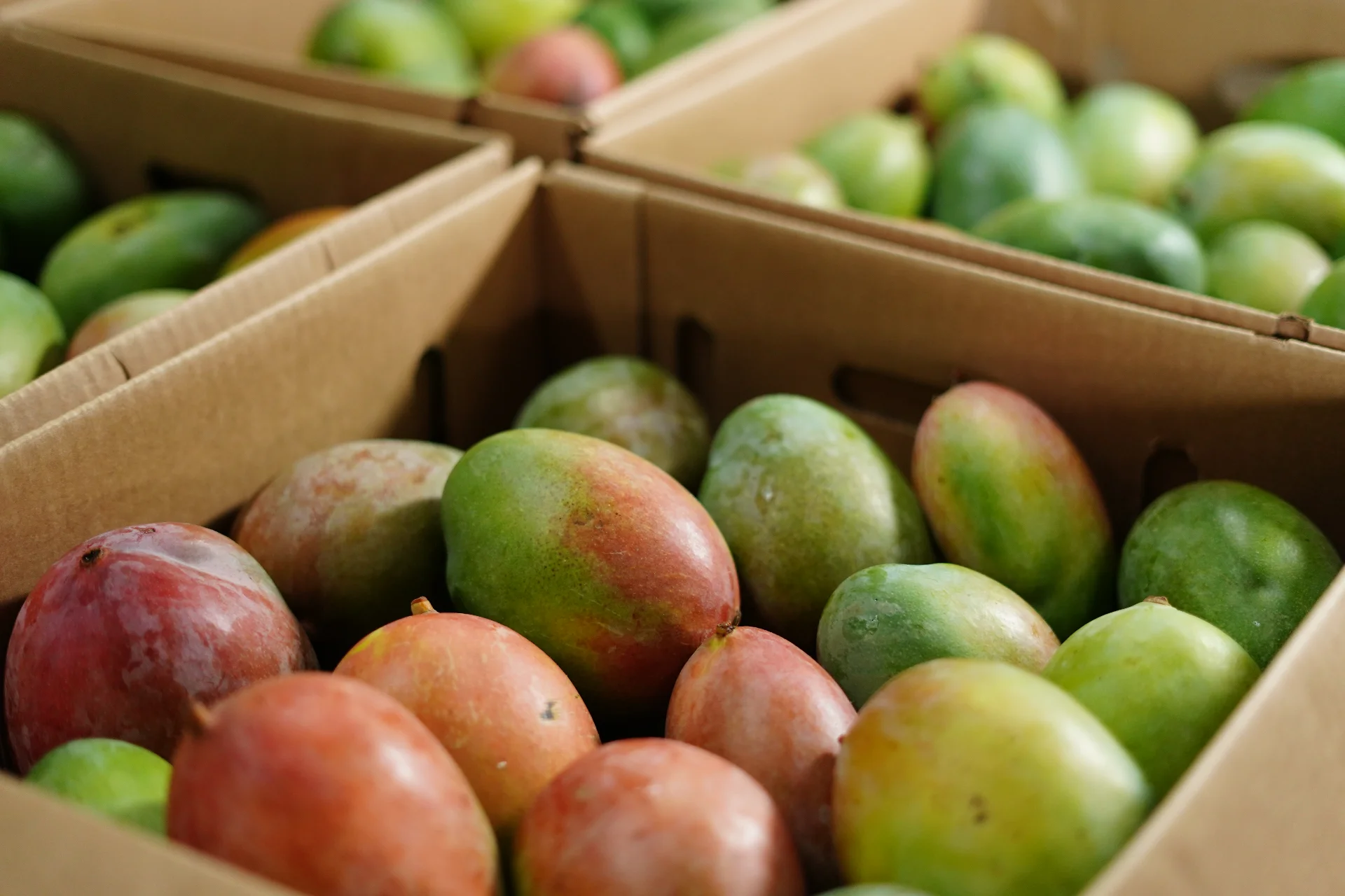 Frutas tropicales de alta calidad