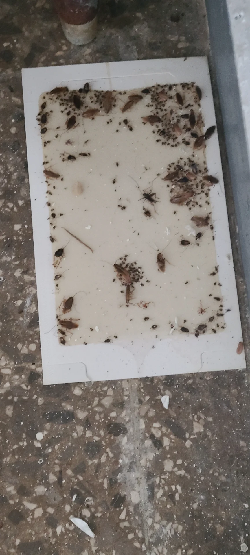 Trabajo 7
