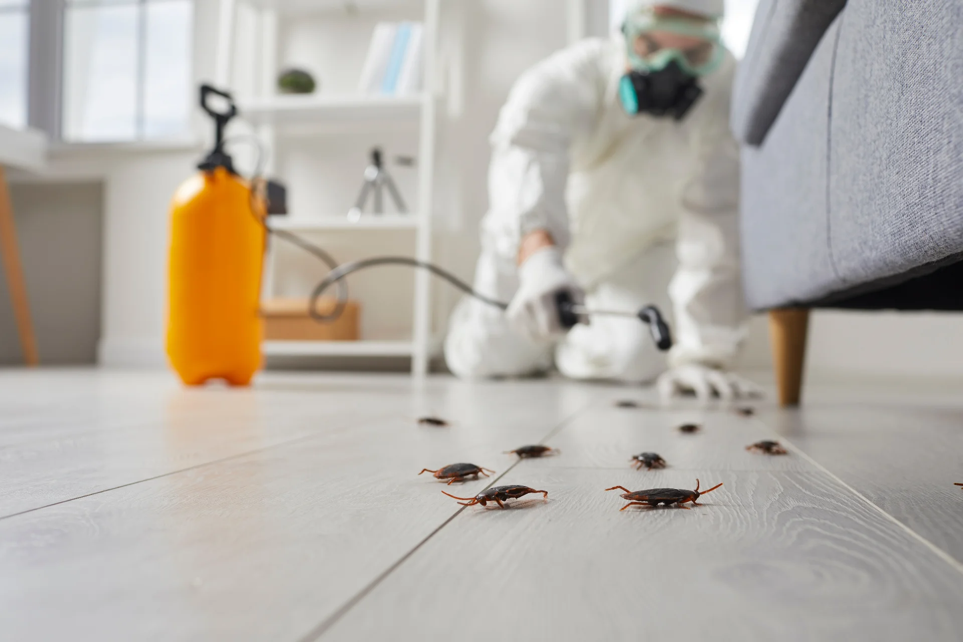 Tipos de plagas que eliminamos: comején, cucarachas, hormigas, mosquitos y roedores