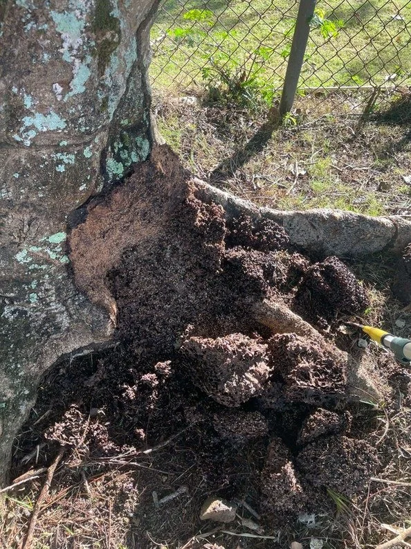 Inspección de estructuras
