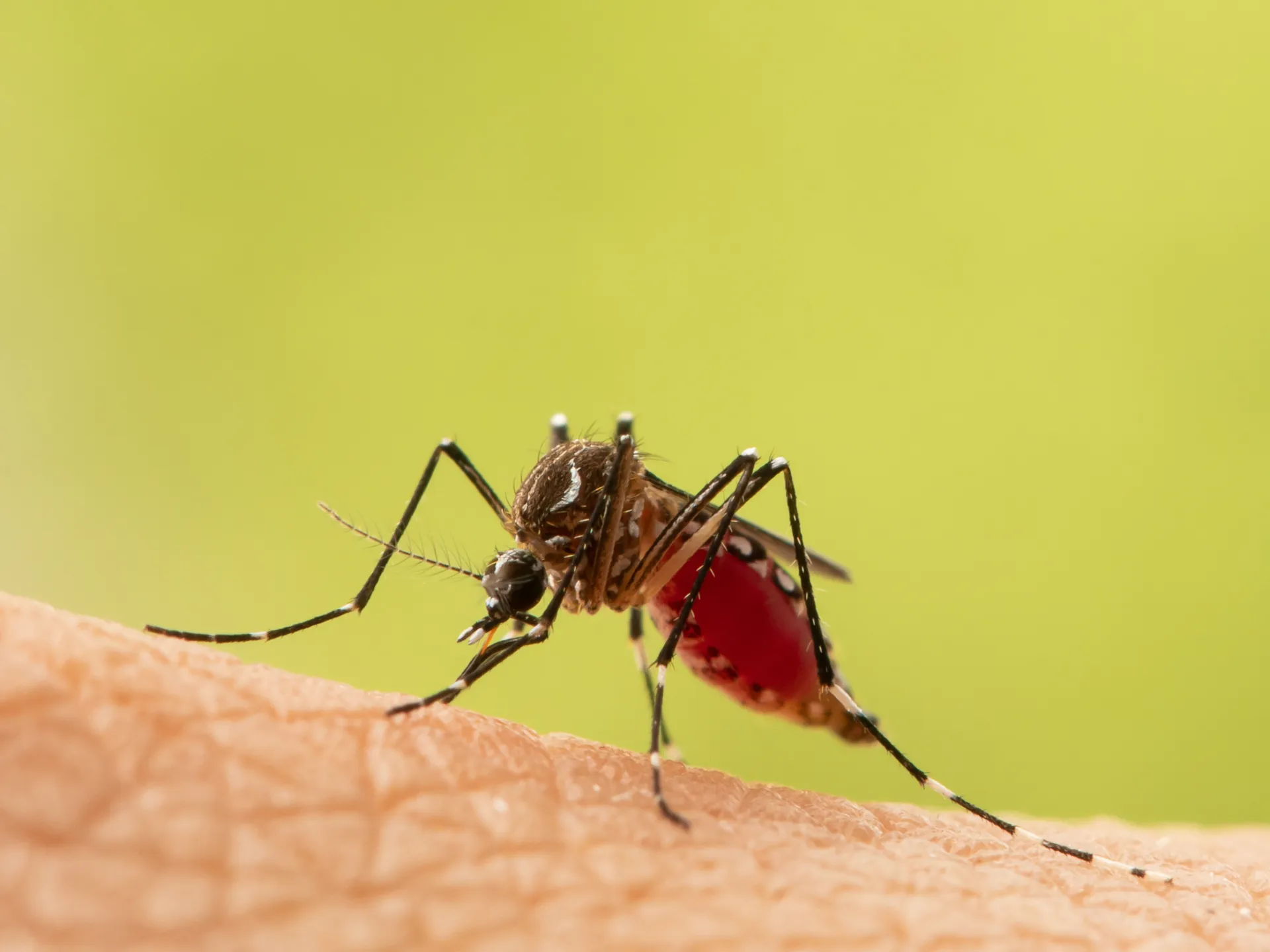 Fumigación de mosquitos en áreas verdes