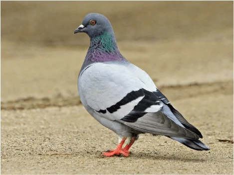 Mallas y control de palomas en estructuras