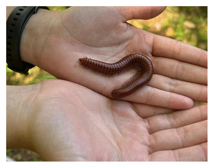El Yunque Half-Day Tour