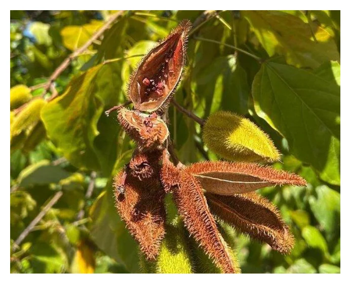 El Yunque Half-Day Tour