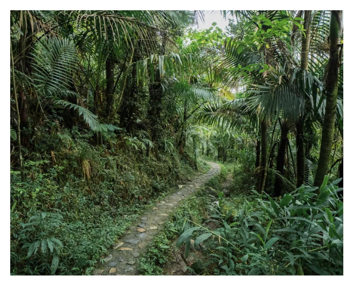 El Yunque Half-Day Tour