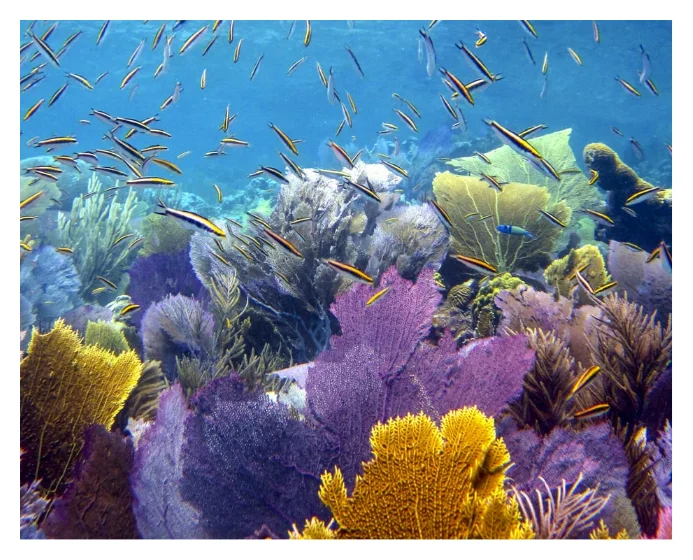 Sailing & Snorkeling Experience